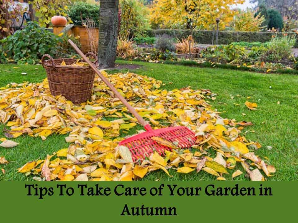 Tips To Take Care of Your Garden in Autumn