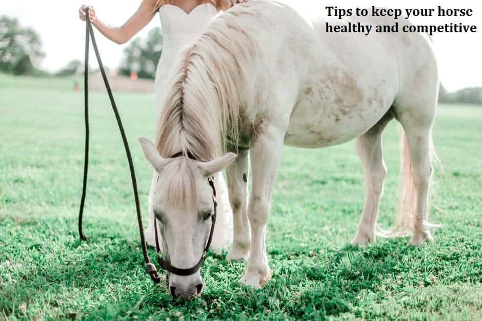 Tips to keep your horse healthy and competitive