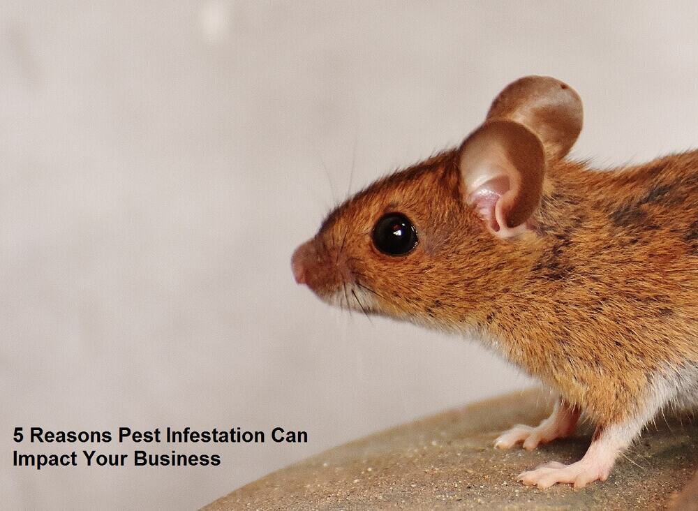 5 Reasons Pest Infestation Can Impact Your Business