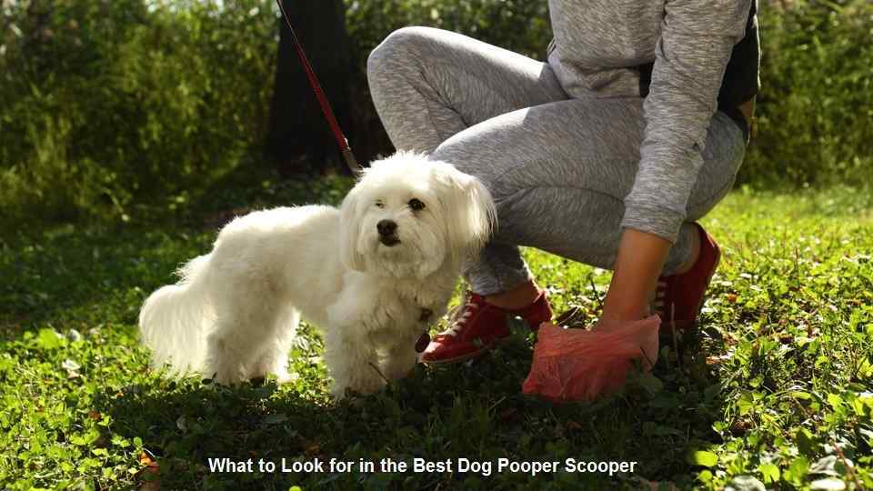 What to Look for in the Best Dog Pooper Scooper