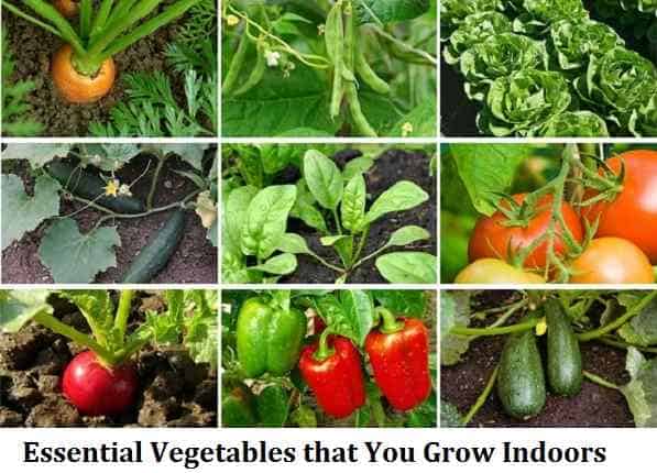 Essential Vegetables that You Grow Indoors