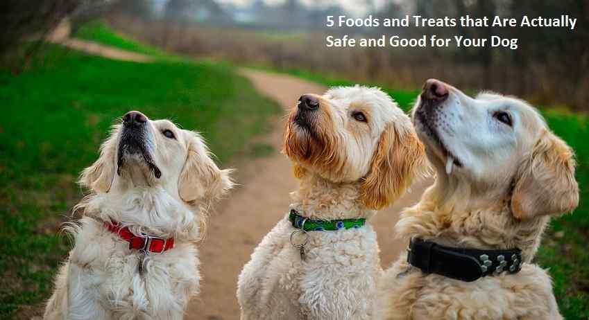 5 Foods and Treats that Are Actually Safe and Good for Your Dog