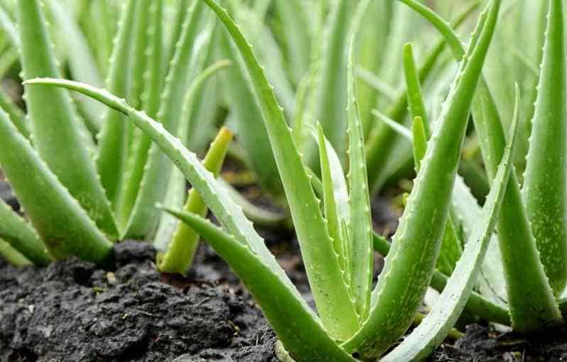 Aloe Vera