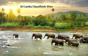 free Classified Sites in Srilanka