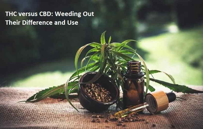 THC versus CBD Weeding Out Their Difference and Use