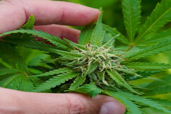 Buy Industrial Hemp Flowers